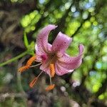 Lilium martagonFlower