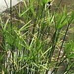 Cyperus alternifolius Листок