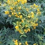 Senna × floribunda Кветка