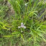 Iris virginica Flower