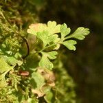 Anogramma leptophylla Leaf