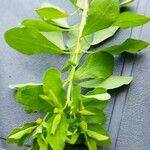 Euphorbia peplus Frunză
