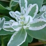 Euphorbia marginata Цвят