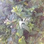 Lonicera japonica 樹皮