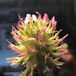Trifolium spumosum Cvet