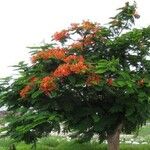 Delonix regia Habit