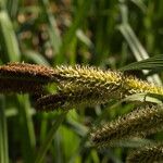 Carex elata Fruit