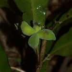 Oxera microcalyx Natur