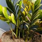 Zamioculcas zamiifolia Blatt