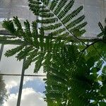 Peltophorum africanum Leaf