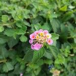 Lantana camaraFleur