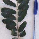Schefflera macrocarpa Leaf