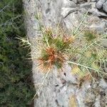 Galactites duriaei Fula