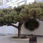 Pinus tabuliformis Характер