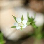 Sabulina tenuifolia Flower