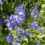 Veronica teucrium फूल