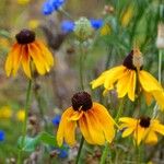 Rudbeckia hirta Hábitos