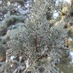 Cupressus arizonica Листок