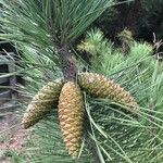 Pinus nigra Fruto