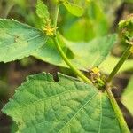 Triumfetta rhomboidea Leaf