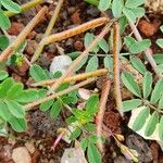 Indigofera brevicalyx Fruit