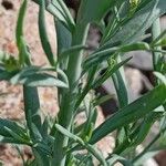 Linaria simplex Hostoa