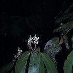 Macrolobium bifolium Tervik taim