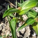 Commelina africana Levél