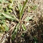 Leontodon crispus Leaf