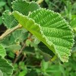 Grewia villosa Leaf