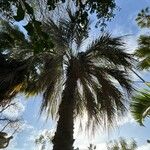 Butia capitata Leaf