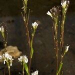 Arabis soyeri Habit