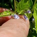 Scutellaria lateriflora Flower