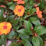 Impatiens hawkeri Квітка