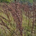 Artemisia campestris 葉