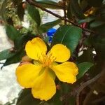 Ochna serrulata Λουλούδι