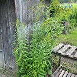 Solidago juncea অভ্যাস