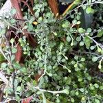 Corokia cotoneasterপাতা