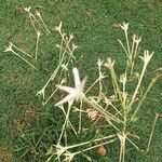 Nicotiana longiflora Blüte