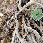 Cotula hispida Corteza