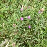 Centaurea decipiensFlor