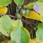 Actinidia arguta Fruit