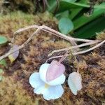 Utricularia alpina Flor