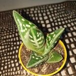 Aloe variegata Φύλλο