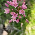 Allium longisepalum Květ