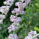 Salvia abrotanoidesFlor