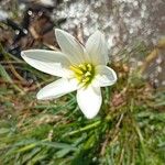 Zephyranthes candida 花