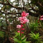 Dracophyllum ouaiemense Floare