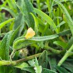 Commelina africana Flower