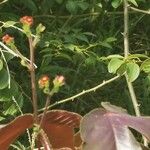 Jatropha gossypiifolia Květ
